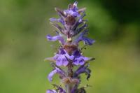 Ajuga genevensis