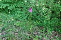 Anacamptis pyramidalis