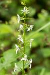 Platanthera chlorantha