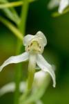 Platanthera chlorantha