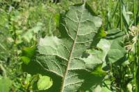 Lactuca virosa