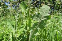 Lactuca virosa