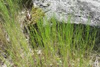 Micropyrum tenellum