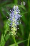 Phyteuma spicatum