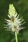 Phyteuma spicatum