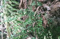 Asplenium trichomanes