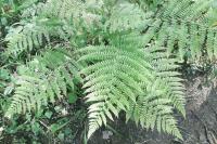 Athyrium filix-femina
