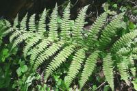 Athyrium filix-femina