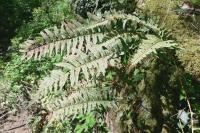 Polypodium vulgare