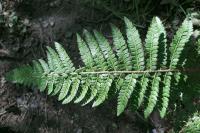 Polystichum setiferum