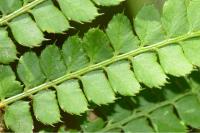 Polystichum setiferum