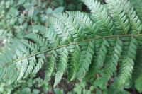 Polystichum aculeatum