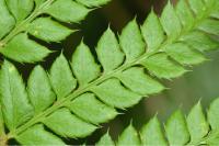 Polystichum aculeatum