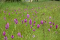 Anacamptis pyramidalis
