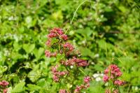 Centranthus ruber