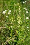Digitalis lutea