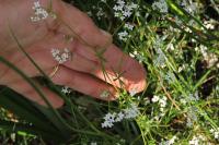 Galium palustre