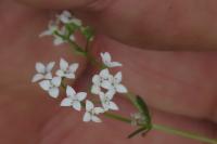 Galium palustre