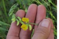 Lathyrus pratensis