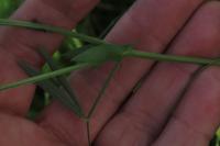 Lathyrus pratensis