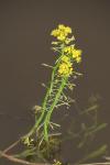 Rorippa amphibia