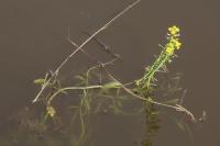 Rorippa amphibia