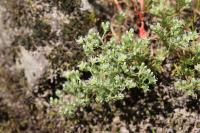Scleranthus perennis