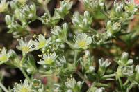 Scleranthus perennis