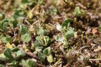Trifolium subterraneum