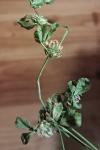 Trifolium glomeratum