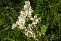 Filipendula vulgaris