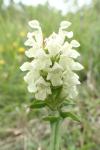 Prunella laciniata