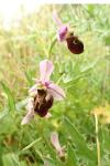 Ophrys holosericea