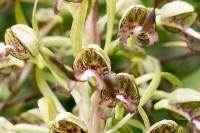 Himantoglossum hircinum