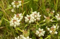 Prunella laciniata
