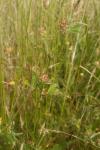 Trifolium striatum