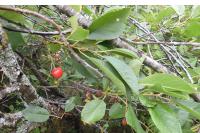 Prunus cerasus
