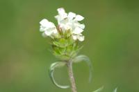 Prunella laciniata