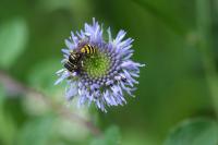 Jasione montana