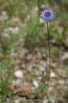 Jasione montana