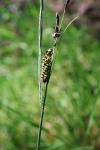 Carex panicea