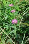 Trifolium medium