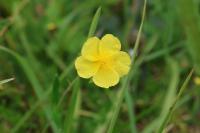 Helianthemum nummularium