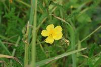 Helianthemum nummularium