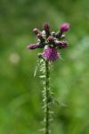 Cirsium palustre