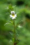 Euphrasia stricta