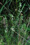 Euphrasia stricta