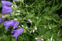 Campanula trachelium