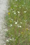 Erigeron annuus