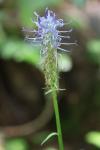 Phyteuma spicatum